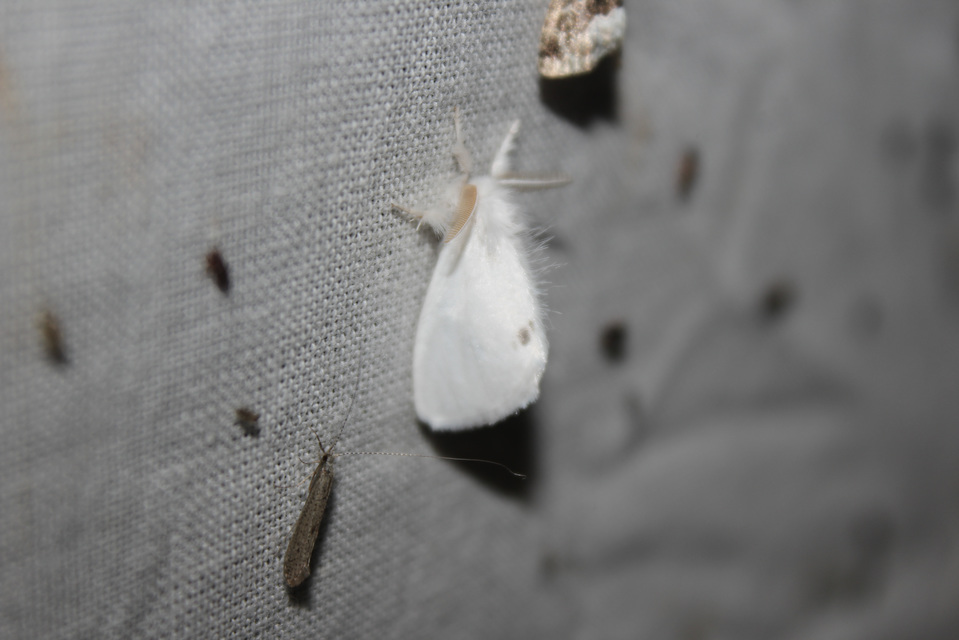 Sphrageidus similis - sárgafarú szövő