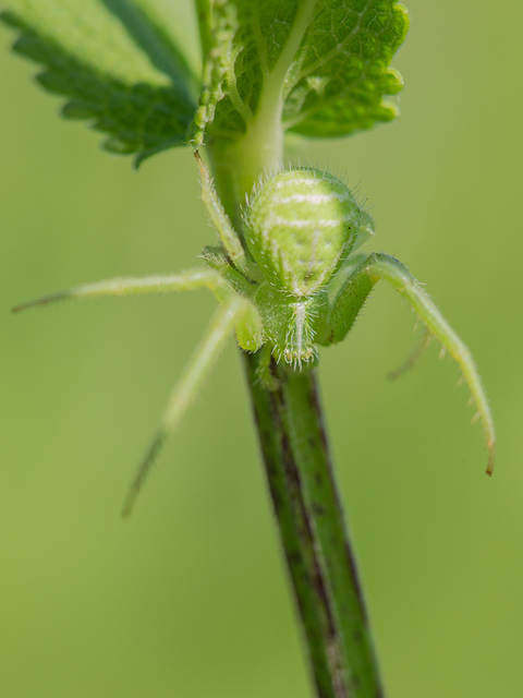 Heriaeus