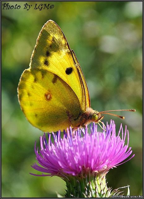 Colias hyale - kéneslepke
