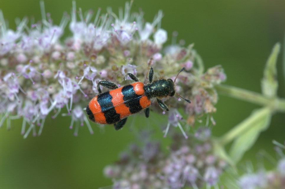 Trichodes apiarius - szalagos méhészbogár
