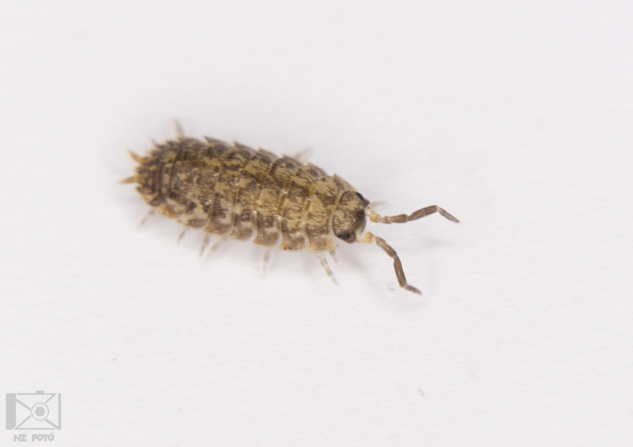 Porcellium collicola - gyakori tarkaászka