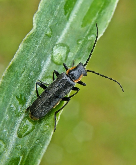 Cantharis liburnica - déli lágybogár
