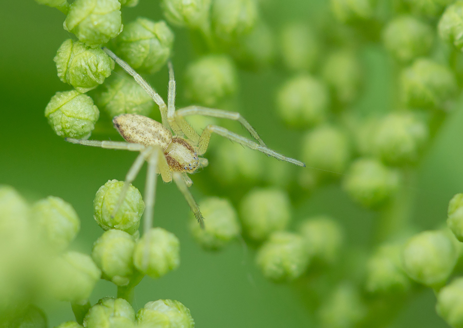 Philodromus