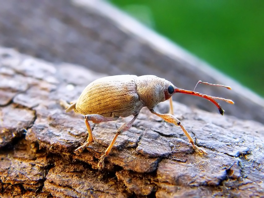 Curculionidae - ormányosbogár-félék
