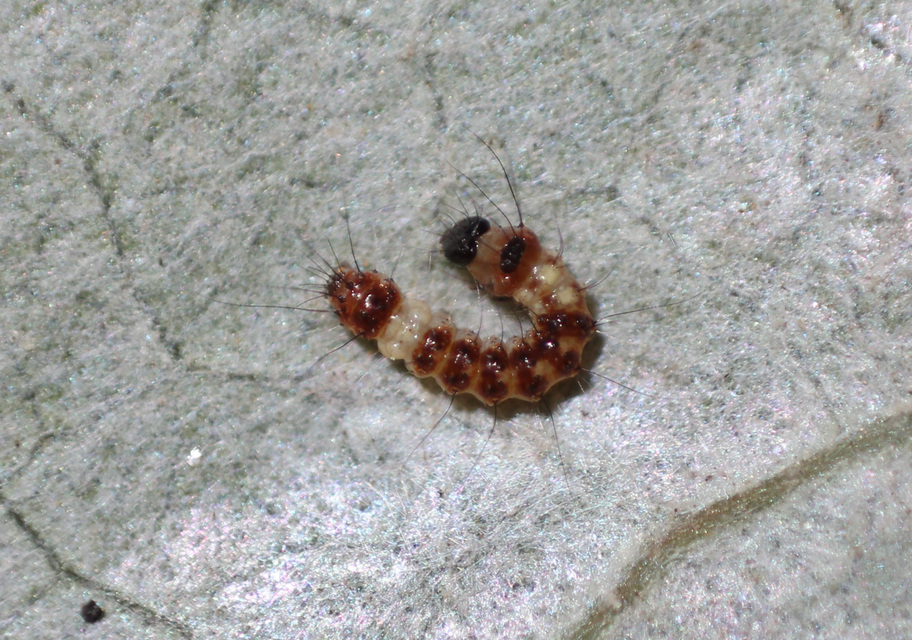 Acronicta megacephala - nagyfejű szigonyosbagoly