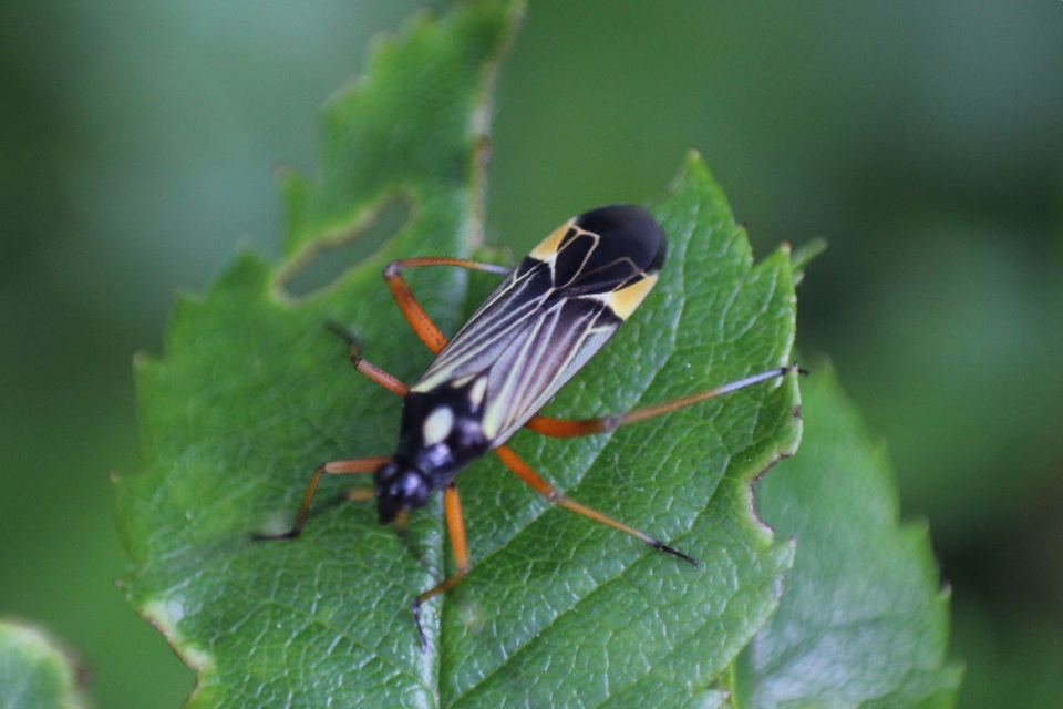 Miris striatus - sávos mezeipoloska