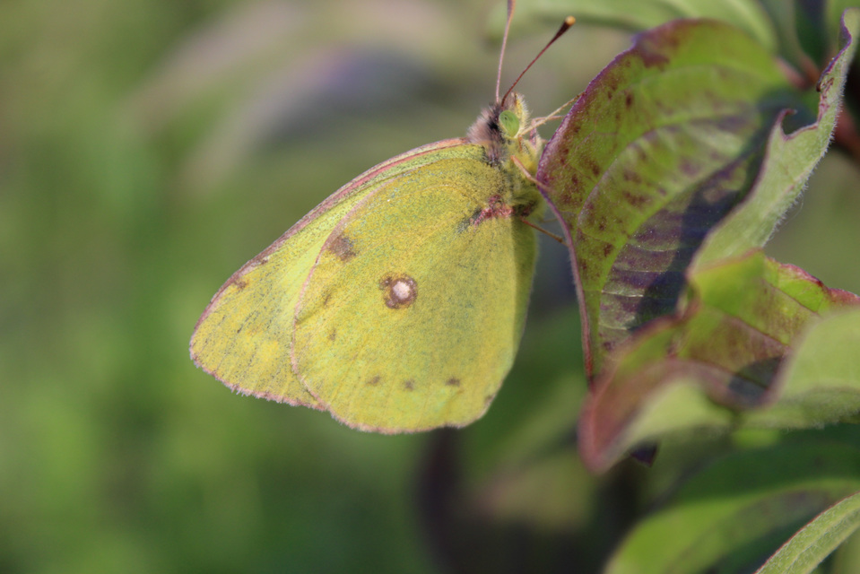 Colias hyale - kéneslepke