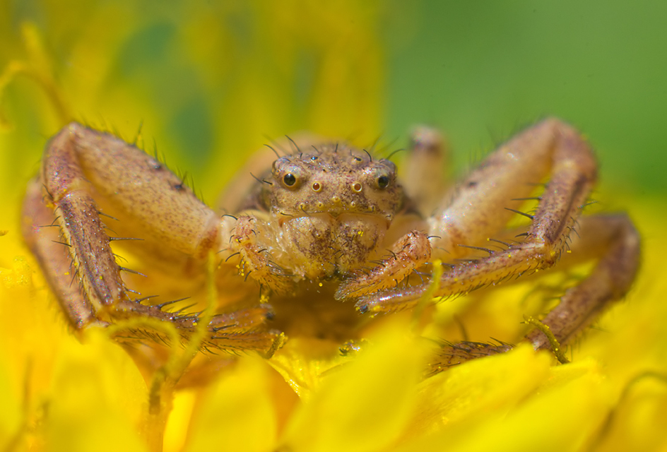Xysticus