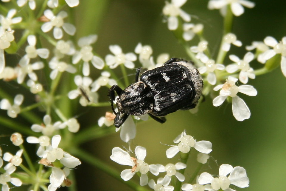 Valgus hemipterus - suta virágbogár