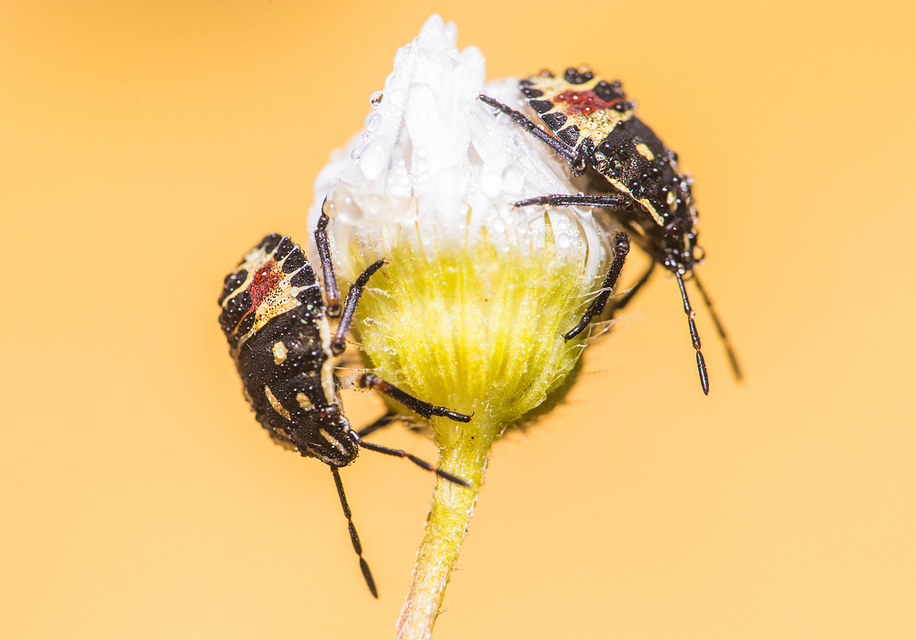 Carpocoris Carpocoris