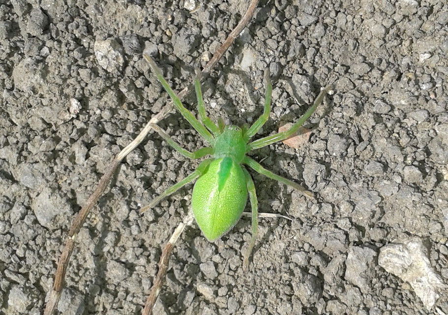 Micrommata virescens - hunyópók