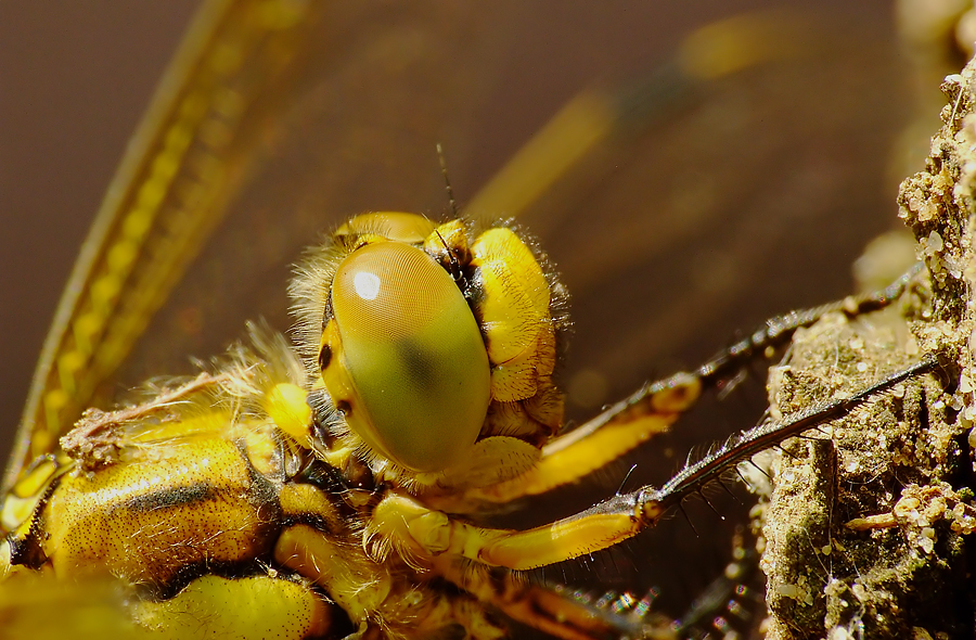 Orthetrum cancellatum - feketefarkú pásztorszitakötő
