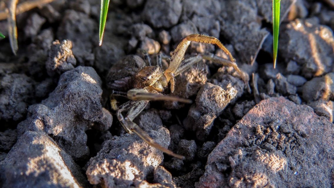 Xysticus