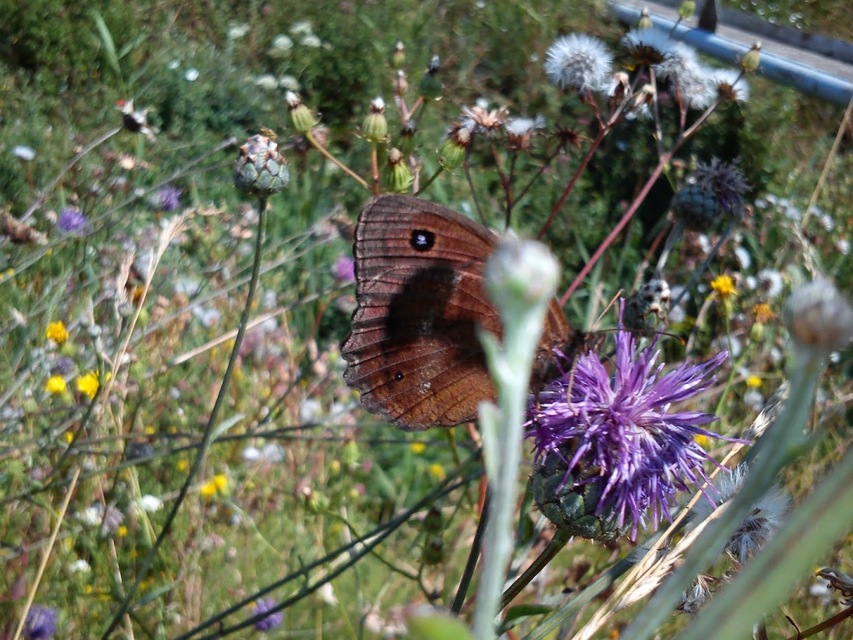 Minois dryas - fekete szemeslepke