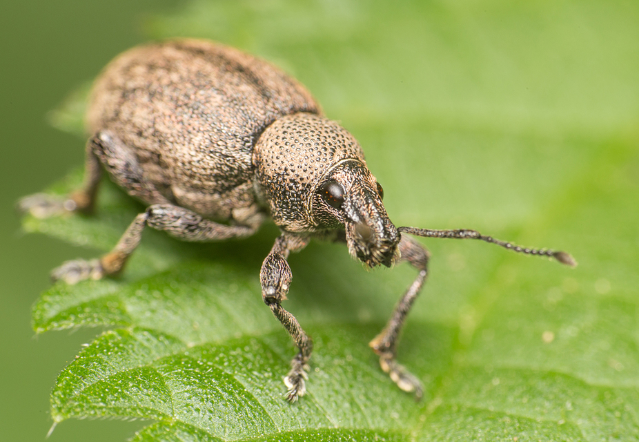 Otiorhynchus ligustici - vincellér-gyalogormányos