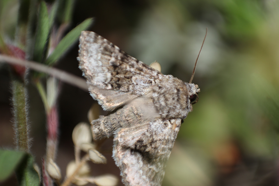 Hecatera bicolorata - világos kertibagoly