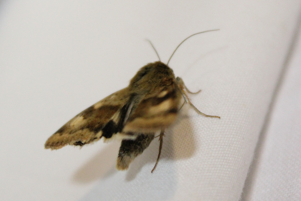 Heliothis viriplaca - mácsonyabagoly