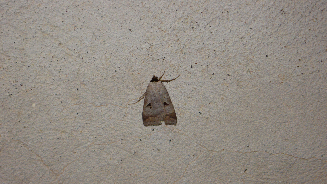 Lygephila pastinum - közönséges csüdfűbagoly