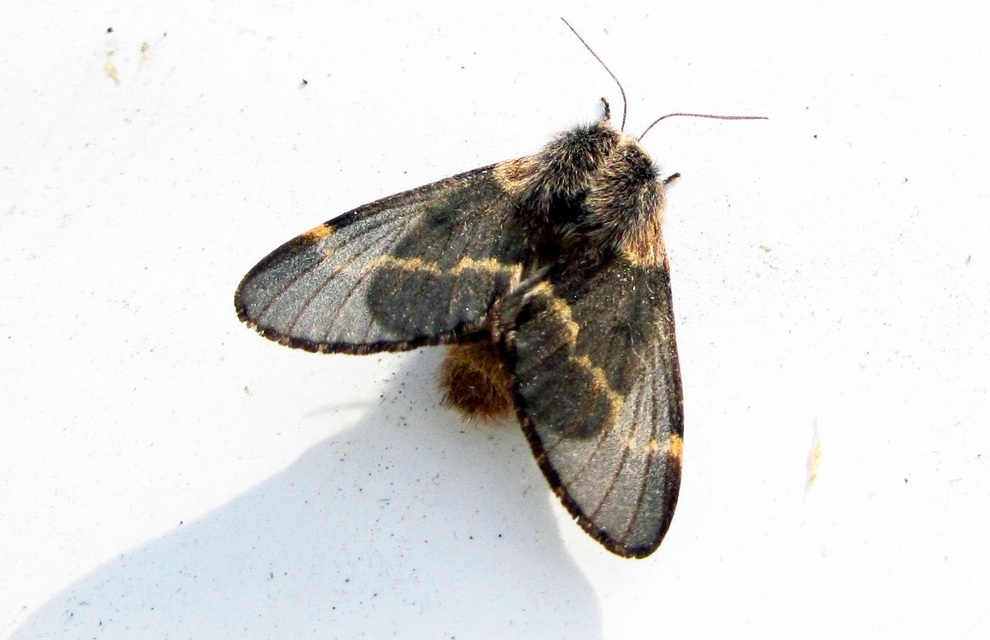 Poecilocampa populi - nyárfaszövő