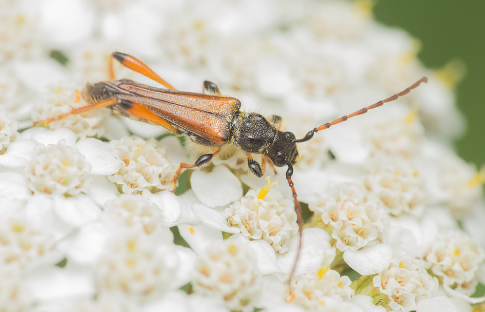 Stenopterus rufus - tarkacsápú keskenyfedőscincér