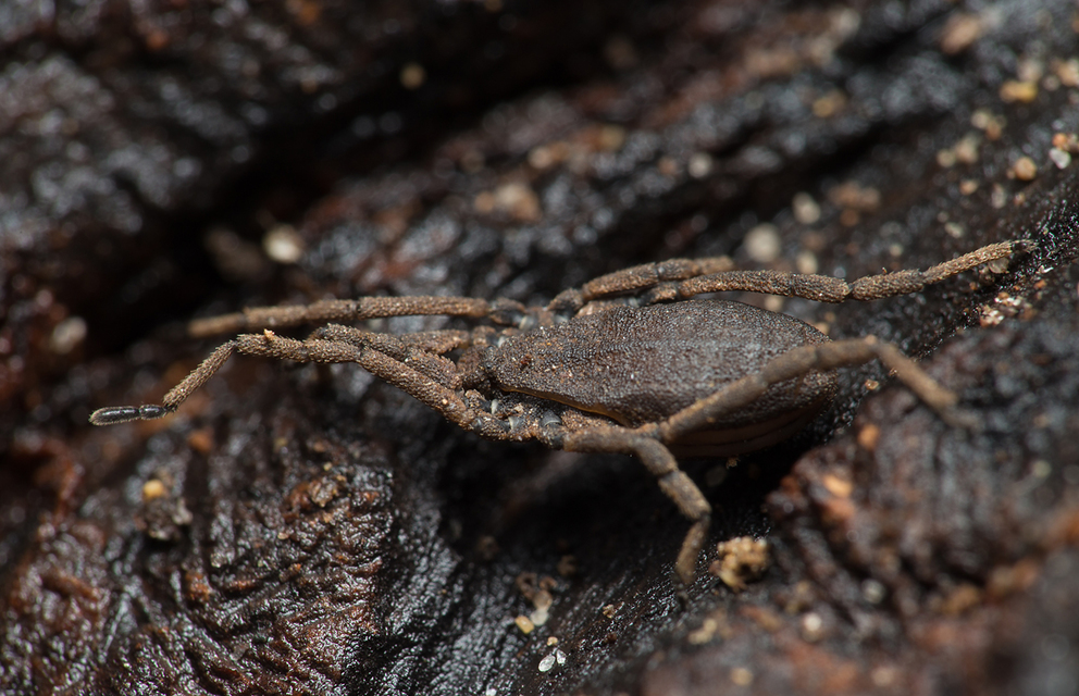 Trogulus