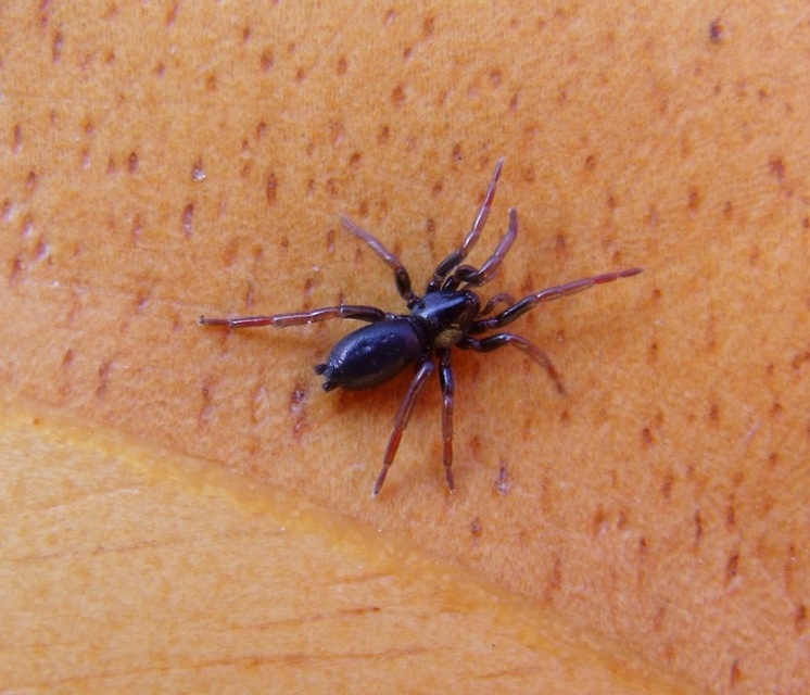 Gnaphosidae - kövipókok