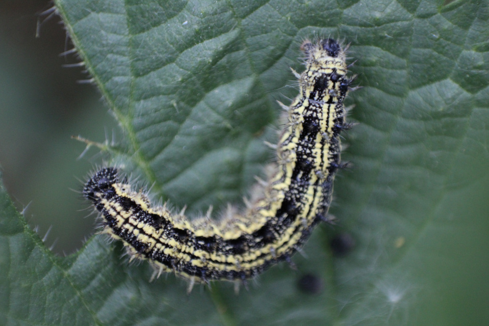 Nymphalis urticae - kis rókalepke