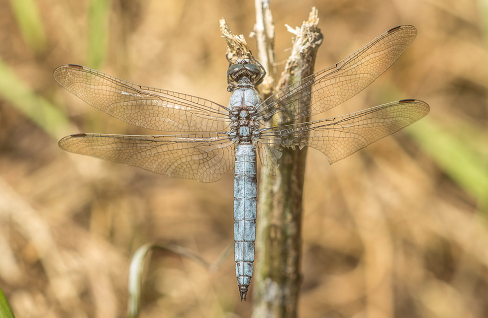 Orthetrum brunneum - pataki pásztorszitakötő