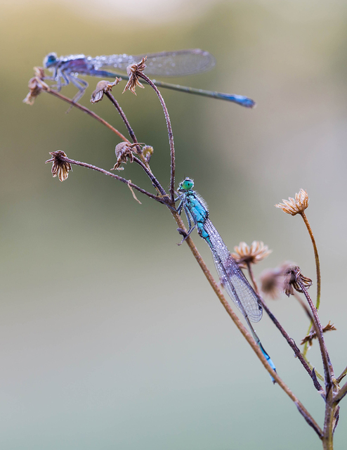 Ischnura elegans