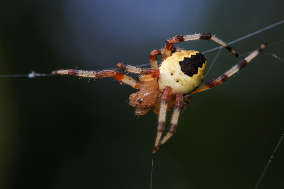 Araneus marmoreus - márványos keresztespók