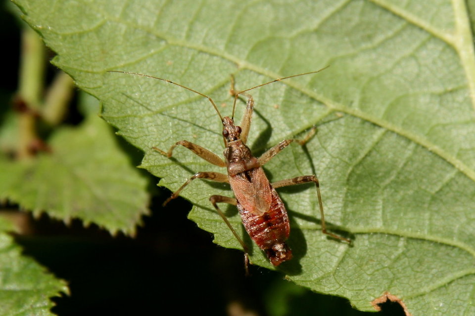 Himacerus apterus - nagy tolvajpoloska