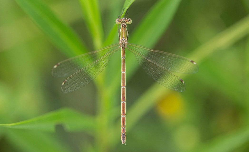 Lestes barbarus - foltosszárnyjegyű rablószitakötő