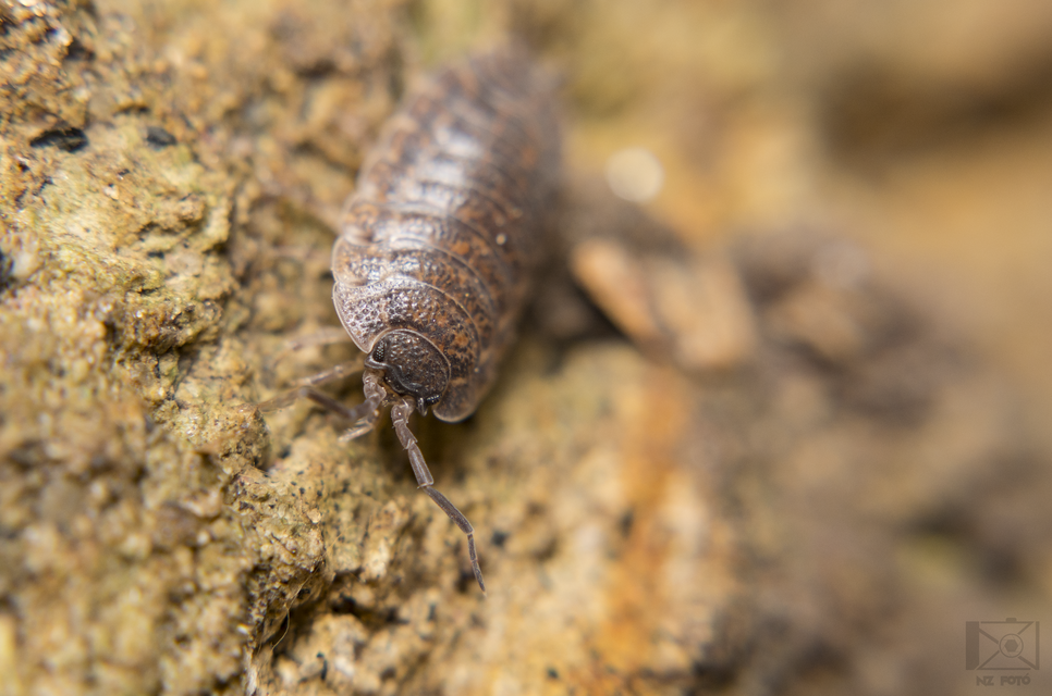 Trachelipus rathkii - közönséges márványosászka