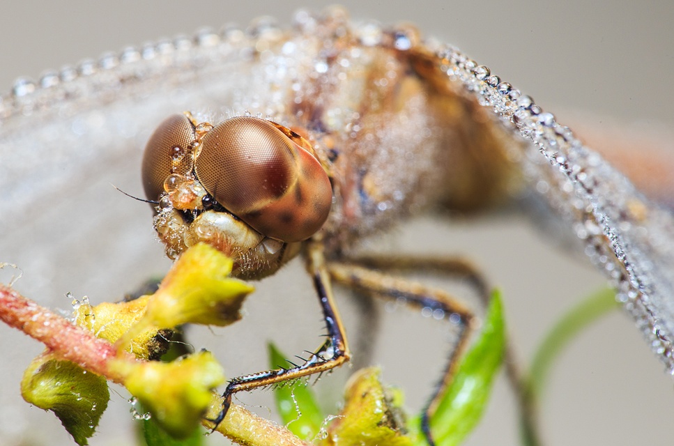 Sympetrum meridionale - fakó katona-szitakötő