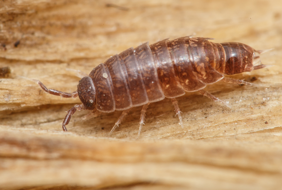 Trichoniscus