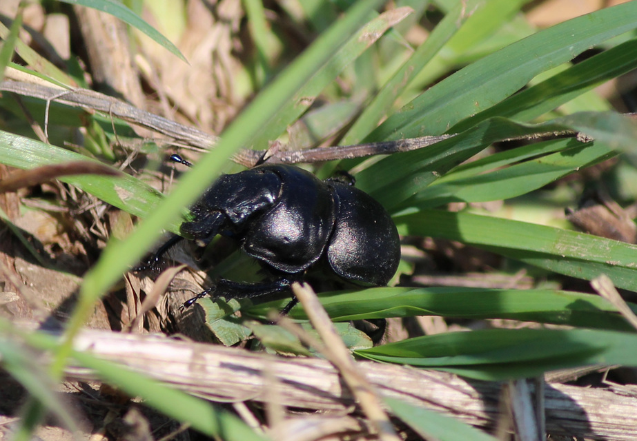 Lethrus apterus - nagyfejű csajkó