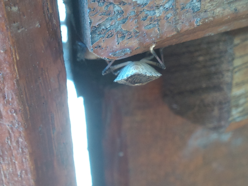 halyomorpha halys - Halyomorpha halys