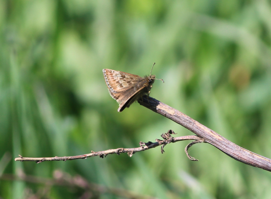 Erynnis tages - cigánylepke