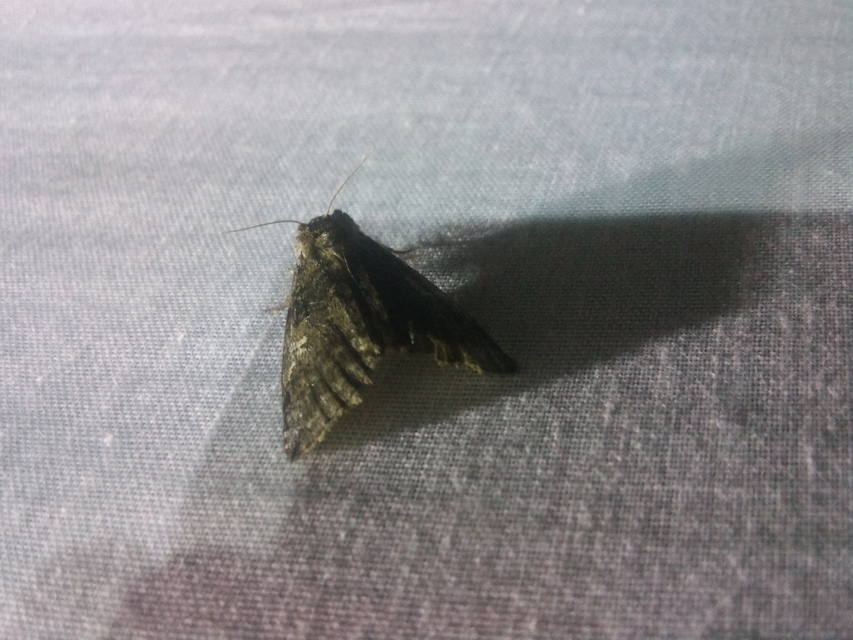 Tethea or - bélyeges pihésszövő