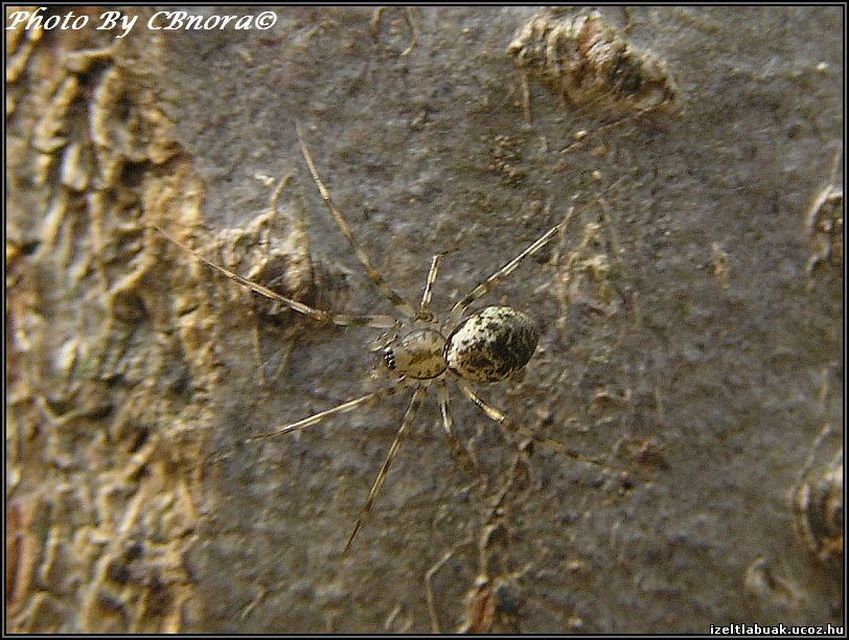 Drapetisca socialis - tüskésszájú vitorlapók