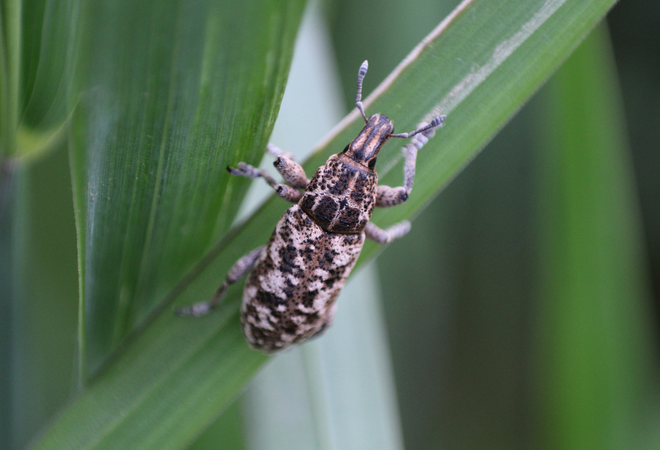 Cyphocleonus dealbatus - márványos barkó