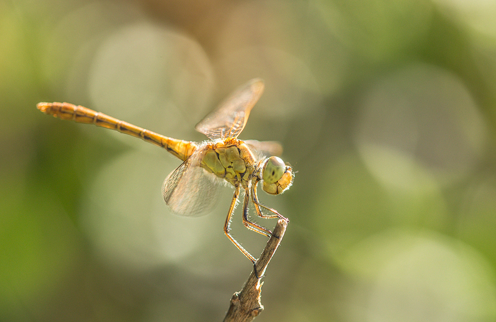 Sympetrum meridionale - fakó katona-szitakötő