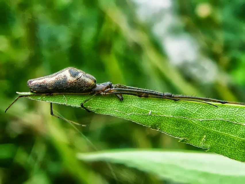 Tetragnatha