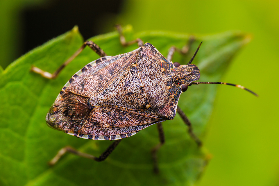 halyomorpha halys - Halyomorpha halys
