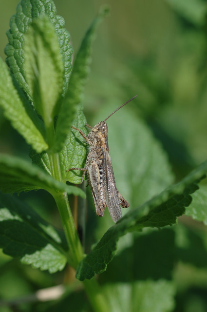 Chorthippus brunneus - közönséges tarlósáska