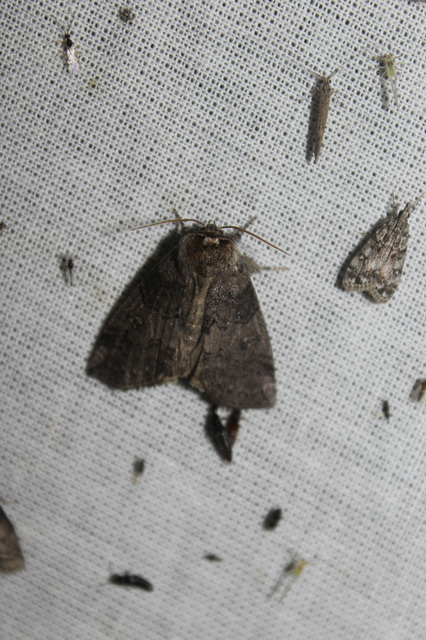 Tethea or - bélyeges pihésszövő