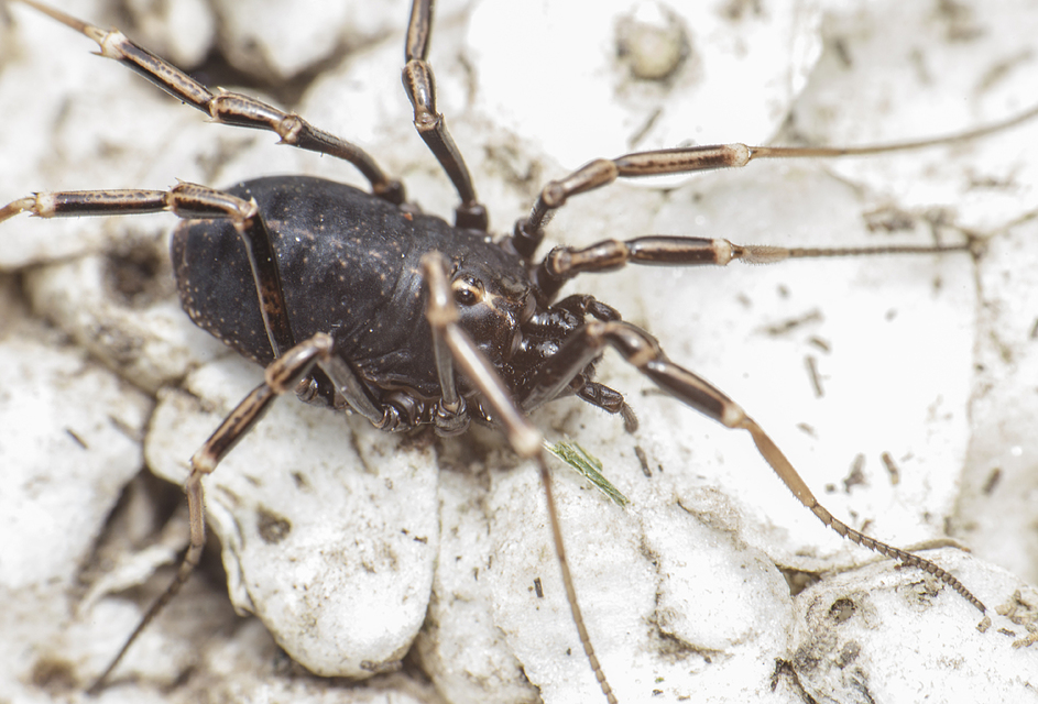 Egaenus convexus