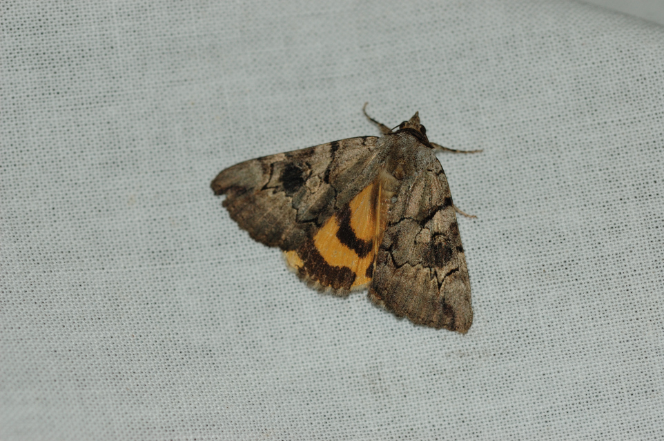 Catocala hymenaea - kökény-övesbagoly