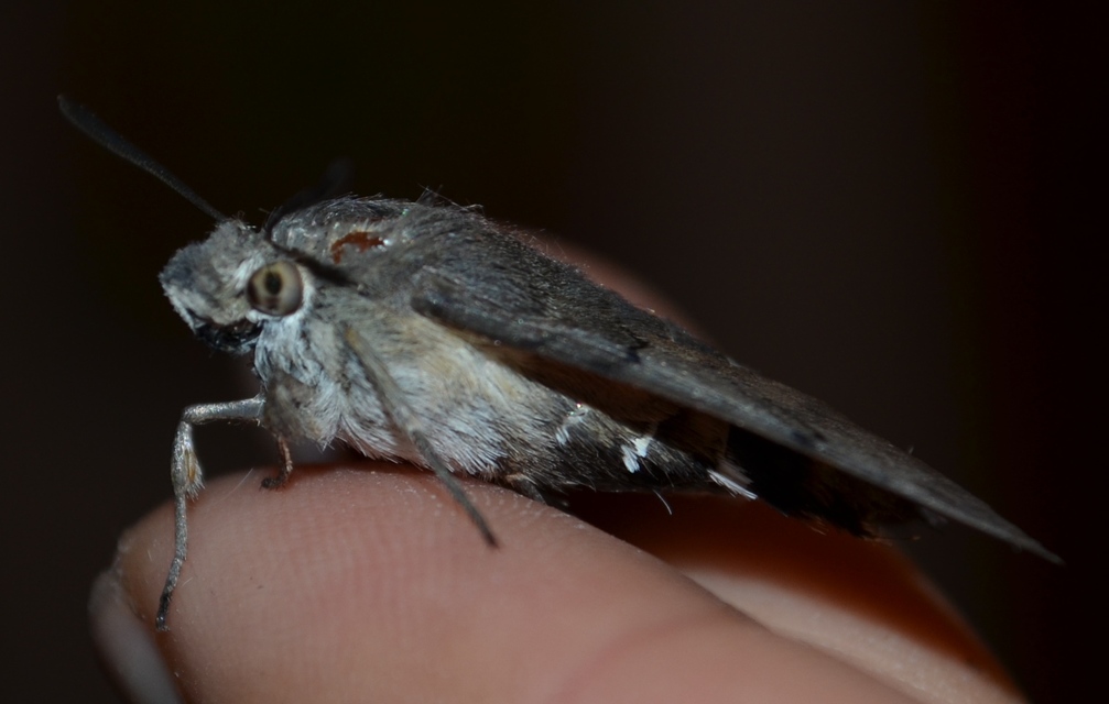 Macroglossum stellatarum - kacsafarkú szender