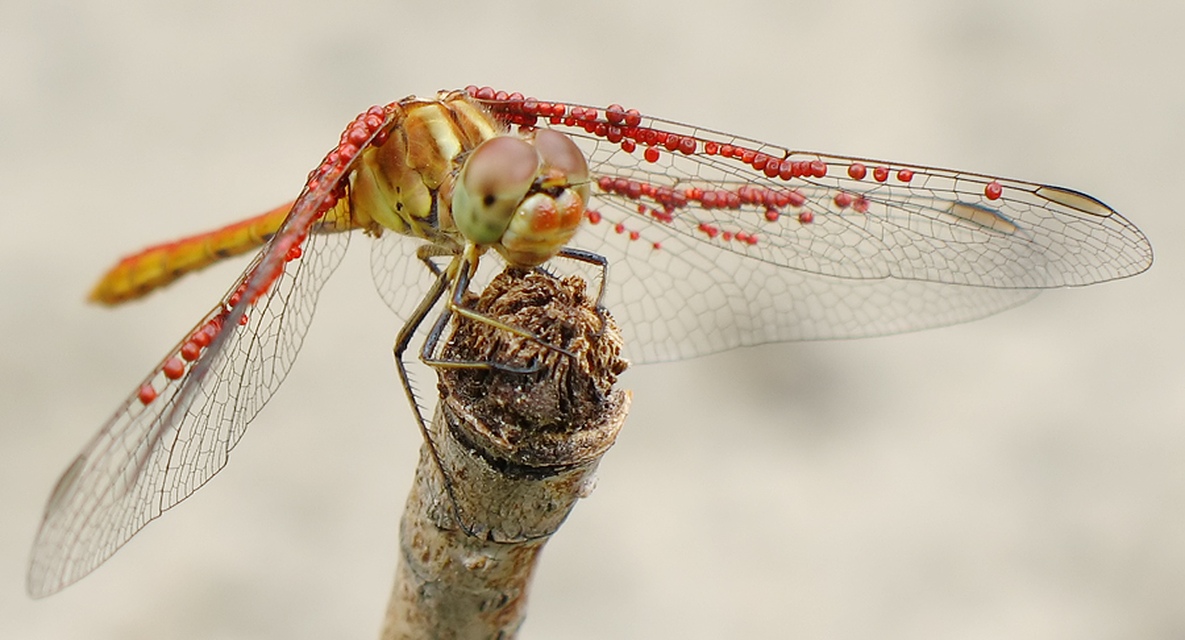 Sympetrum meridionale - fakó katona-szitakötő